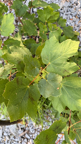 Acer opalus, photograph 4