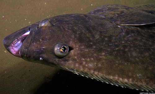Atlantic Halibut