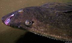 Atlantic Halibut photo 4