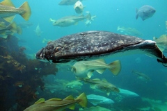 Atlantic Halibut photo 3