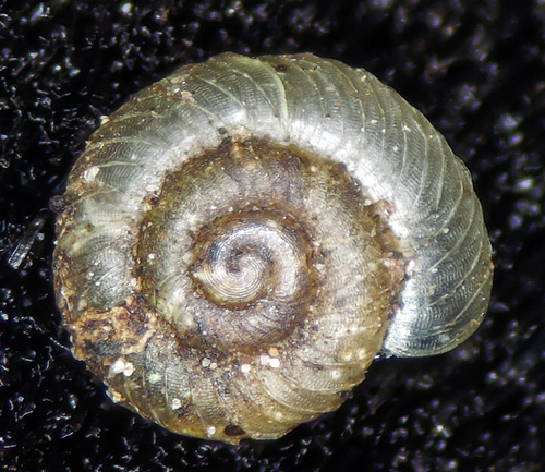 Ribbed Striate