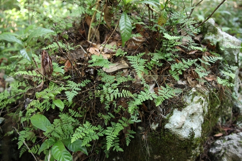 Myriopteris microphylla observed 2026-08-15