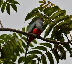 Priotelus roseigaster