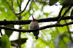 Todus angustirostris