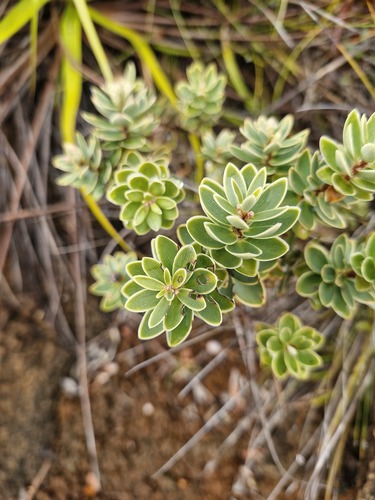 Cyathopsis albicans observed 2026-07-23