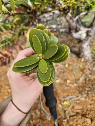 Agathis ovata, photograph 3
