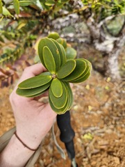 Agathis ovata, photograph (c) Irisa Hudson, some rights reserved (CC BY)