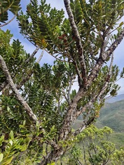 Agathis ovata, photograph (c) Irisa Hudson, some rights reserved (CC BY)