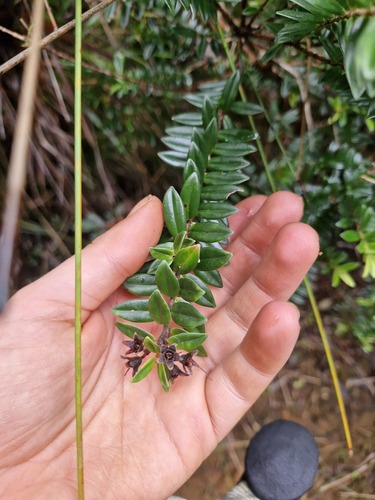 Metrosideros operculata (Metrosideros operculata)