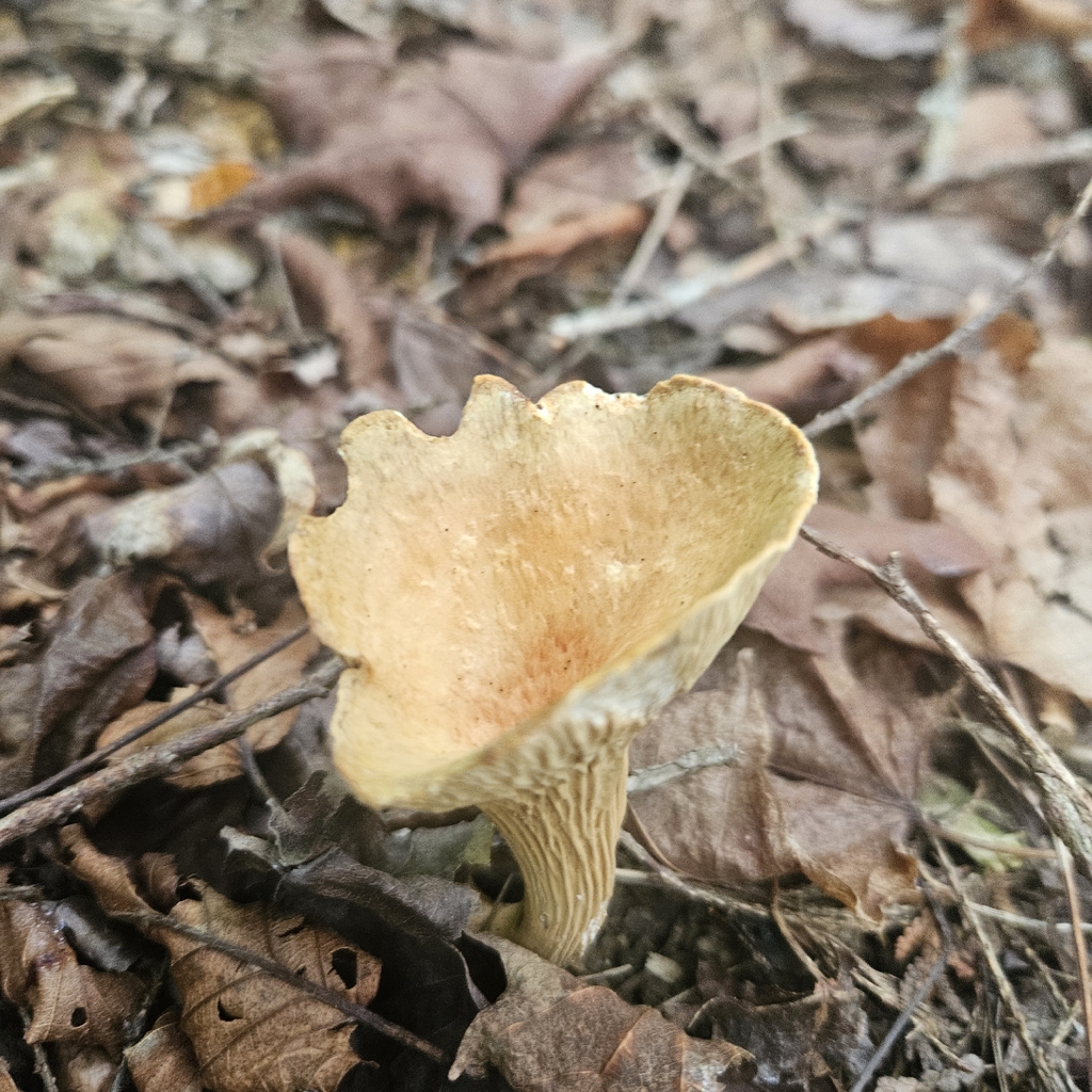 Scaly Chanterelle · August 2026 · photo: Photo: (c) Andrew Lewis, some rights reserved (CC BY) · iNaturalist