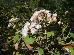 Ageratina tomentella