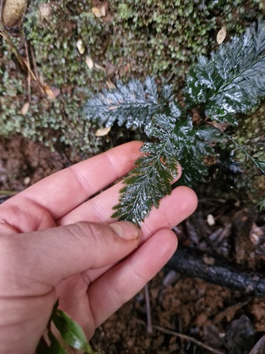 Abrodictyum dentatum observed 2026-07-23