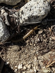 Scolopendra polymorpha