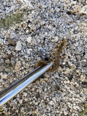 Scolopendra polymorpha