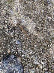 Scolopendra polymorpha