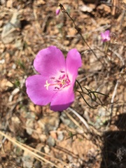 Clarkia gracilis