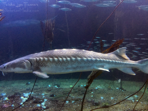 White Sturgeon