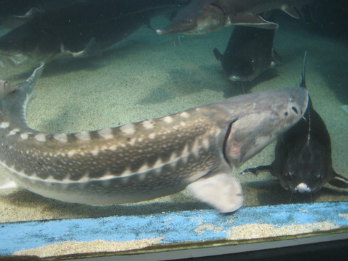 White Sturgeon