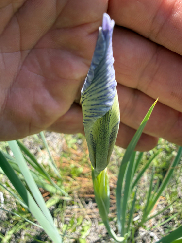 Iris missouriensis, photograph 4