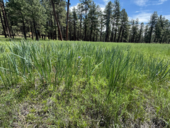 (c) Michael Tidwell, some rights reserved (CC BY) Iris missouriensis, photograph (c) Michael Tidwell, some rights reserved (CC BY)