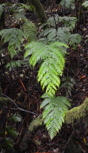 Woodwardia radicans, photograph 4