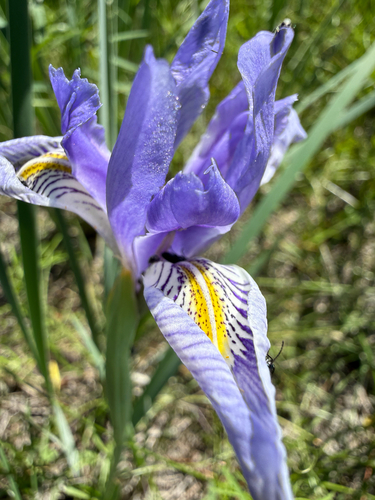 Iris missouriensis, photograph 2