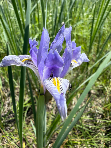 Iris missouriensis, photograph 6