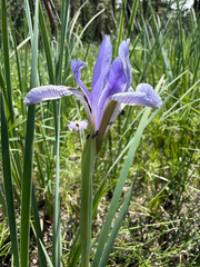 (c) Michael Tidwell, some rights reserved (CC BY) Iris missouriensis, photograph (c) Michael Tidwell, some rights reserved (CC BY)