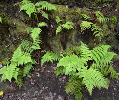 Dryopteris guanchica