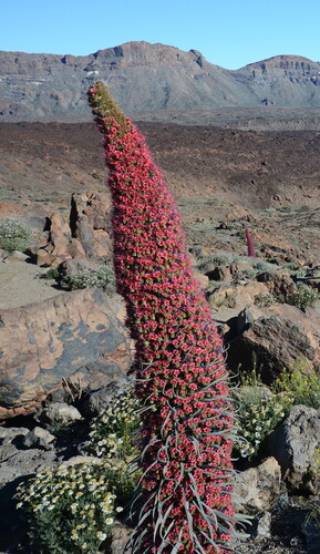 Echium wildpretii, photograph 3