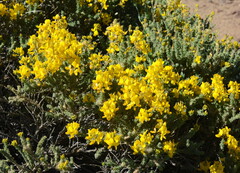 Adenocarpus viscosus