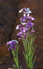 (c) Rosario Douglas, some rights reserved (CC BY) Erysimum scoparium, photograph (c) Rosario Douglas, some rights reserved (CC BY)
