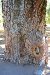 Pinus canariensis, photograph (c) Rosario Douglas, some rights reserved (CC BY)
