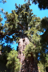 Pinus canariensis, photograph (c) Rosario Douglas, some rights reserved (CC BY)