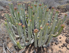 Euphorbia canariensis, photograph (c) Rosario Douglas, some rights reserved (CC BY)