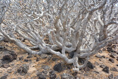 Euphorbia balsamifera, photograph (c) Rosario Douglas, some rights reserved (CC BY)