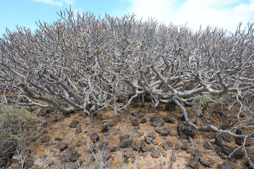 Euphorbia balsamifera