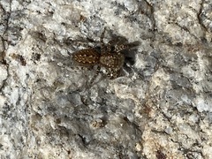 Platycryptus arizonensis