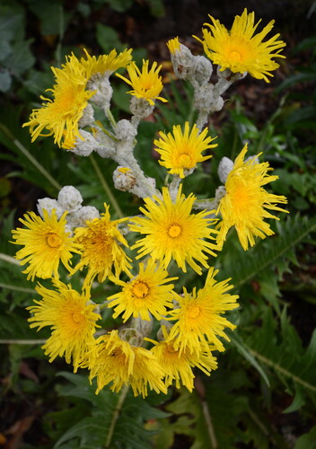 Sonchus acaulis, photograph 1