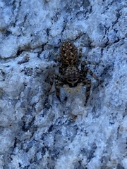 Platycryptus arizonensis