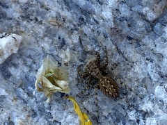 Platycryptus arizonensis