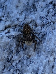 Platycryptus arizonensis