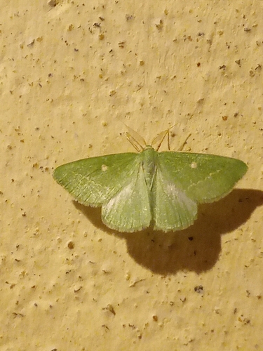 Essex Emerald