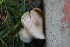 Agaricus xanthodermus