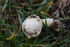 Agaricus xanthodermus