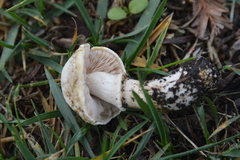 Agaricus xanthodermus