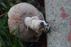 Agaricus xanthodermus