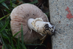 Agaricus xanthodermus