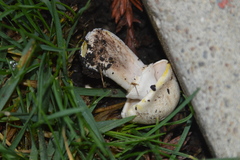 Agaricus xanthodermus