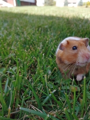 Mesocricetus auratus